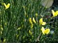 broom Allgold